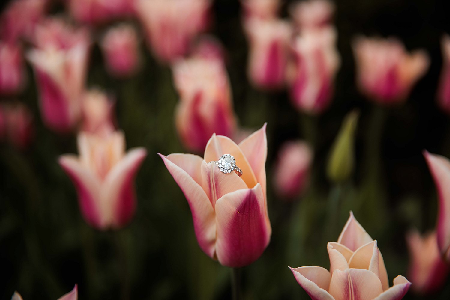 Engagements